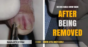 Dog Nail Clipping: Do They Grow Back?