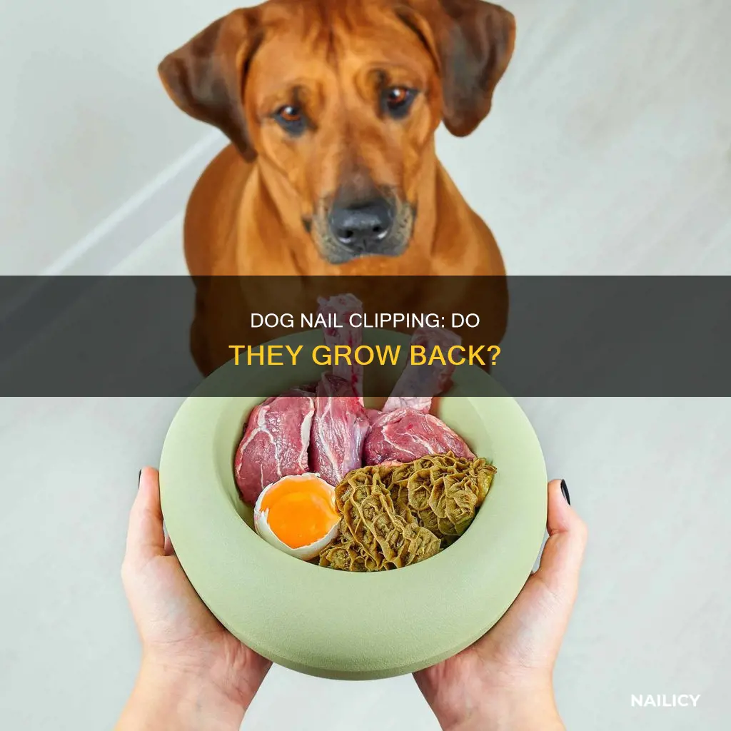 do dog nails grow back after being removed
