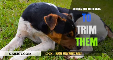 Do Dogs Bite Nails to Trim Them?