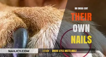 How Dogs Can Trim Their Nails Safely