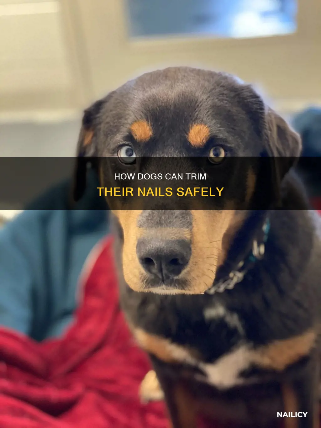 do dogs cut their own nails