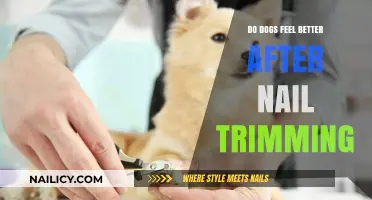 How Dogs Feel After Nail Trimming