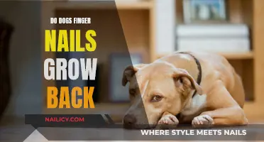Dog Nail Clipping: Do Nails Grow Back?