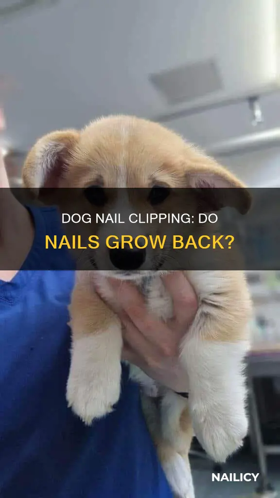 do dogs finger nails grow back