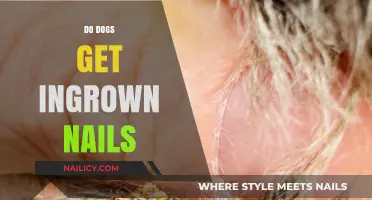 Understanding Ingrown Nails in Dogs: Causes, Symptoms, and Treatments