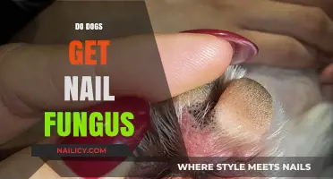 Canine Nail Fungus: Causes, Symptoms, and Effective Treatments