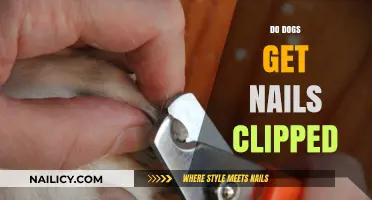 Paws and Reflect: The Importance of Regular Nail Trimming for Dogs