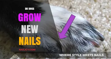 How Dogs' Nails Regenerate: A Natural Process