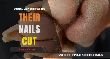 Post-Trim Limp: Understanding Canine Nail Cutting Aftermath