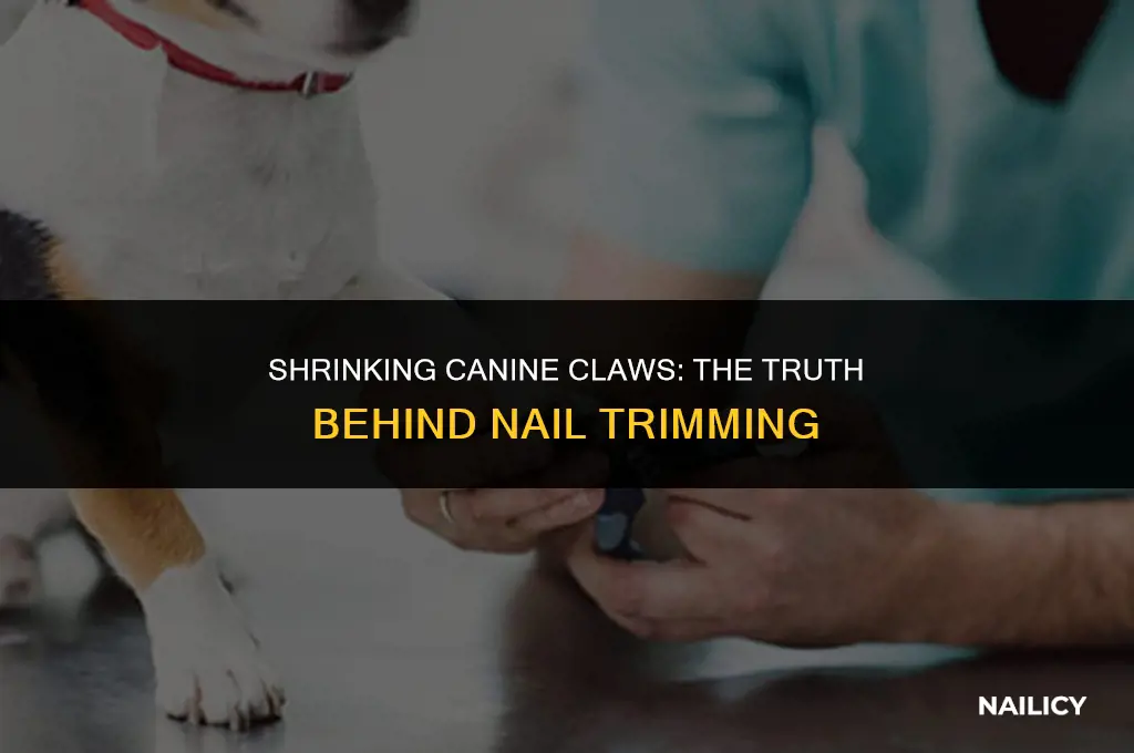 do dogs nail quick shrink as the nails get cut