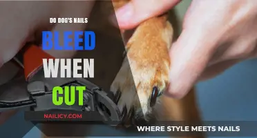 Trimming Dog Nails: Bleeding and Prevention