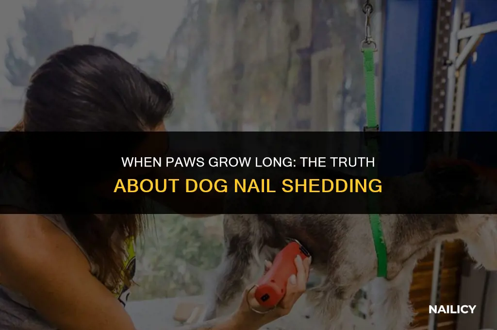 do dogs nails fall out when they get too long