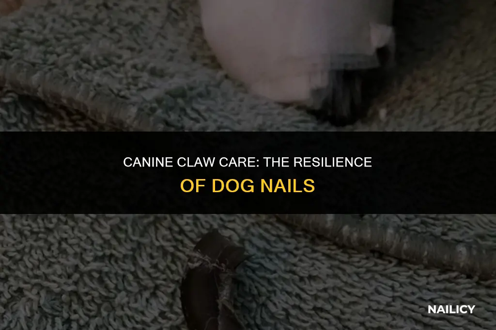 do dogs nails grow back if they get ripped off