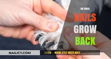 Dog Nail Clipping: Do Nails Grow Back?