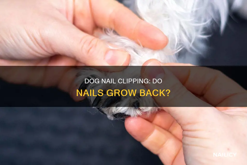do dogs nails grow back