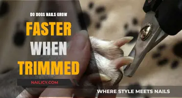 Trimming Dog Nails: Does It Make Them Grow Faster?