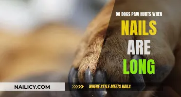 Do Dogs Feel Pain in Their Nails and Paws?