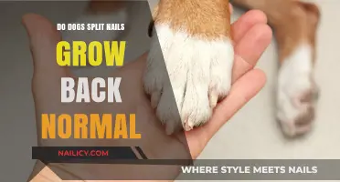 Do Split Dog Nails Heal and Regrow?