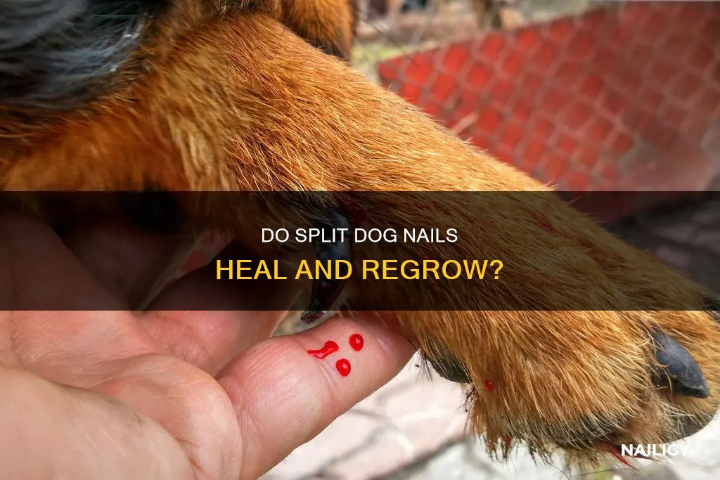 do dogs split nails grow back normal