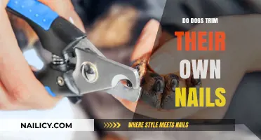 How Dogs Can File Their Nails Without a Pedicure
