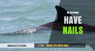 Do Dolphins Have Nails? Unveiling the Truth About Their Flippers