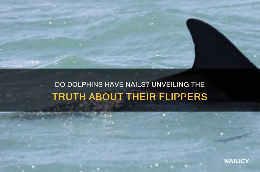 do dolphins have nails