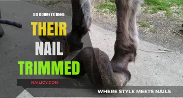 Donkey Hoof Care: Trimming Nails, the Basics