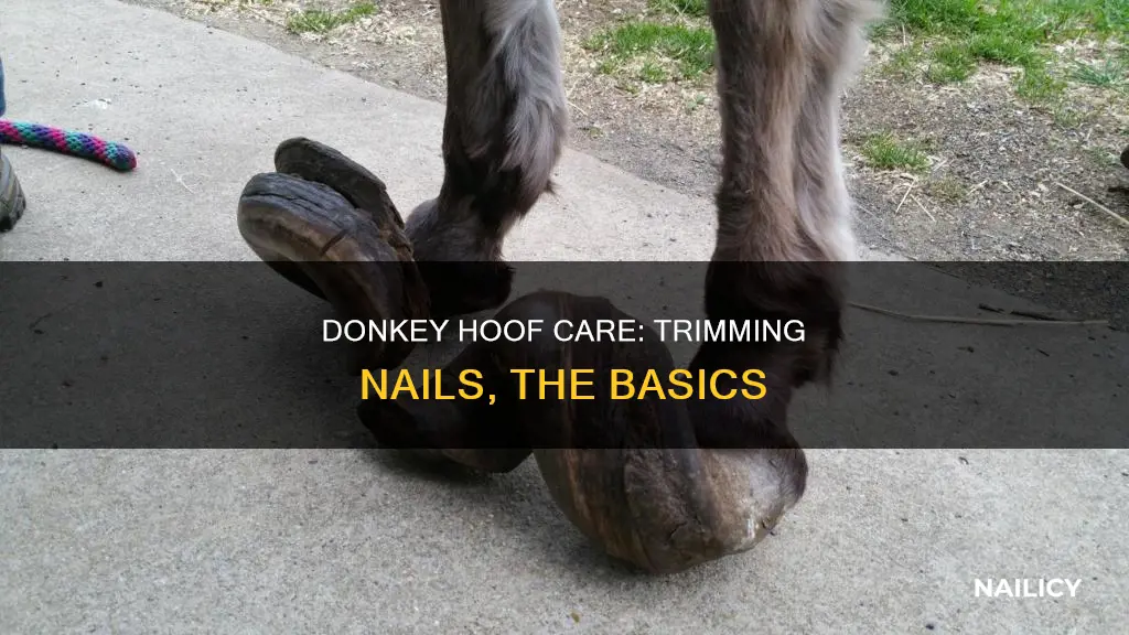 do donkeys need their nail trimmed