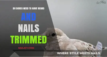 Trimming Beaks and Nails: Dove Maintenance Essentials