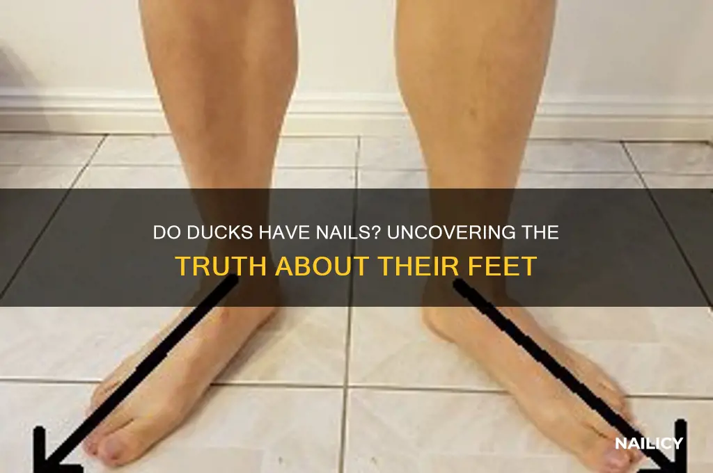 do ducks have nails
