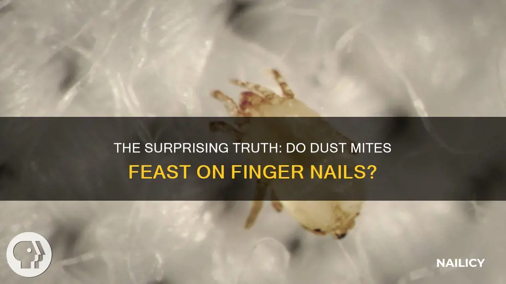 do dust mite eat finger nails