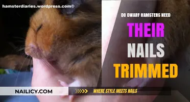 Hamster Nail Trimming: When and How to Trim Their Nails