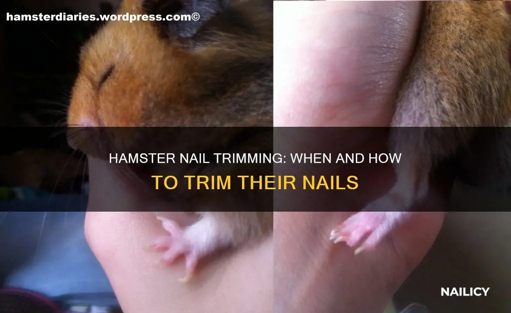 do dwarf hamsters need their nails trimmed