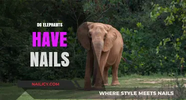 Unveiling Elephant Anatomy: The Surprising Truth About Their Toenails