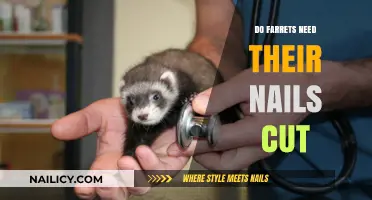 Ferret Claw Trimming: Do They Need It?