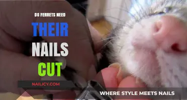 Ferrets' Nails: To Cut or Not to Cut?