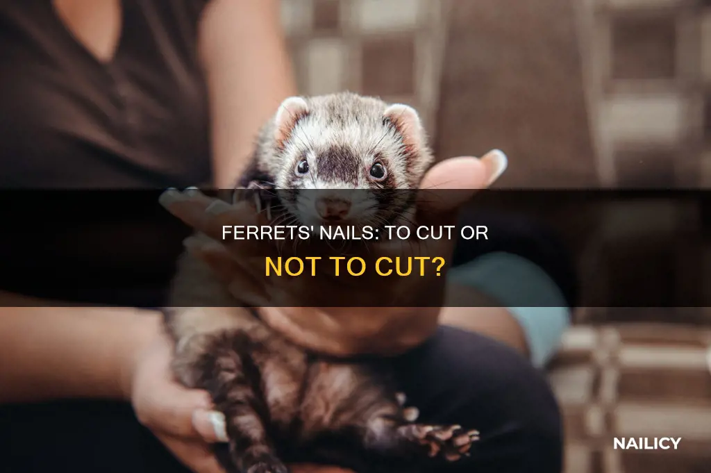 do ferrets need their nails cut