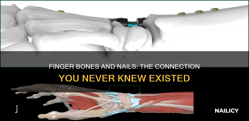 do finger nails connect to finger bones