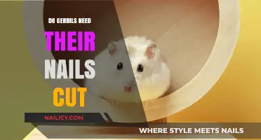 Gerbils' Nails: To Cut or Not to Cut?