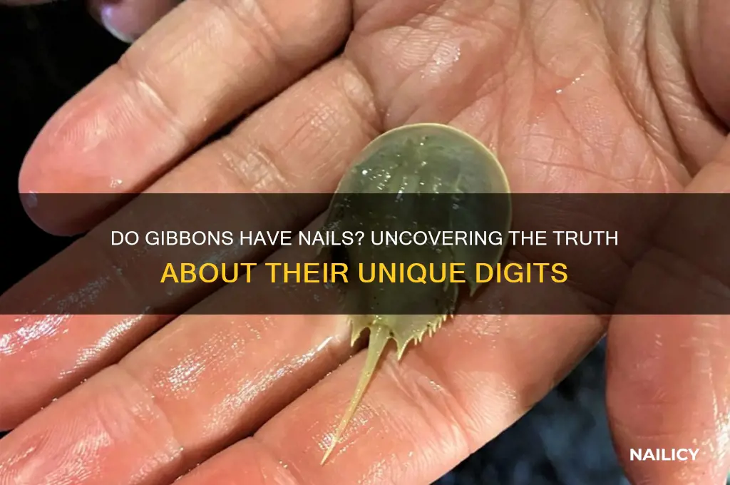 do gibbons have nails