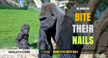 Do Gorillas Bite Their Nails? Uncovering Primate Grooming Habits