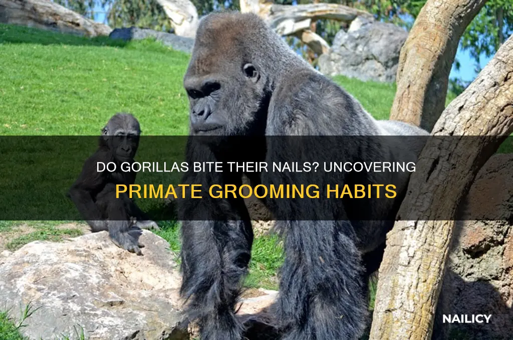 do gorillas bite their nails