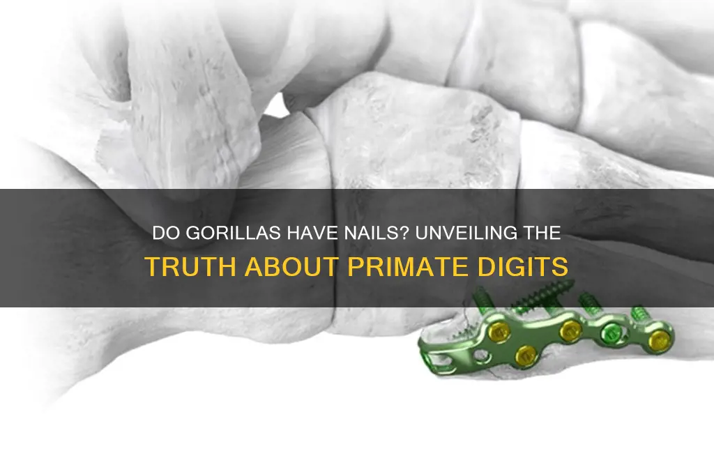 do gorrilas have nails