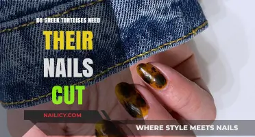 Greek Tortoise Nail Care: When to Trim?