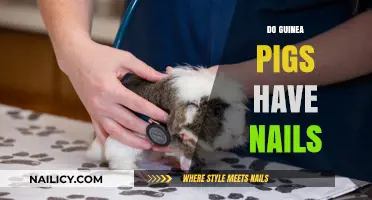 Guinea Pigs and Their Nails: What Owners Need to Know