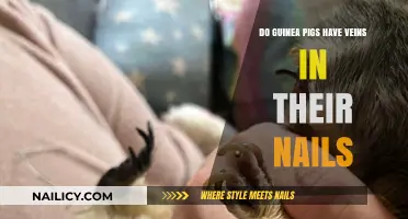 Guinea Pig Nail Anatomy: Do Veins Exist in Their Claws?