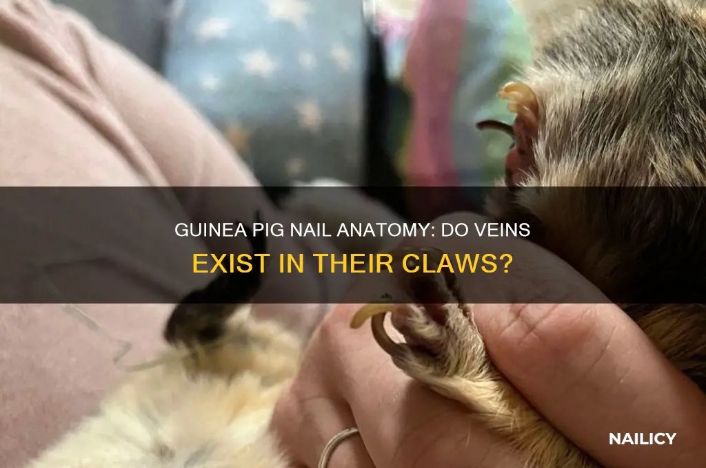 do guinea pigs have veins in their nails