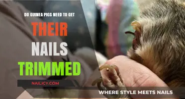 Guinea Pig Nail Care: Trimming Necessary or Not?