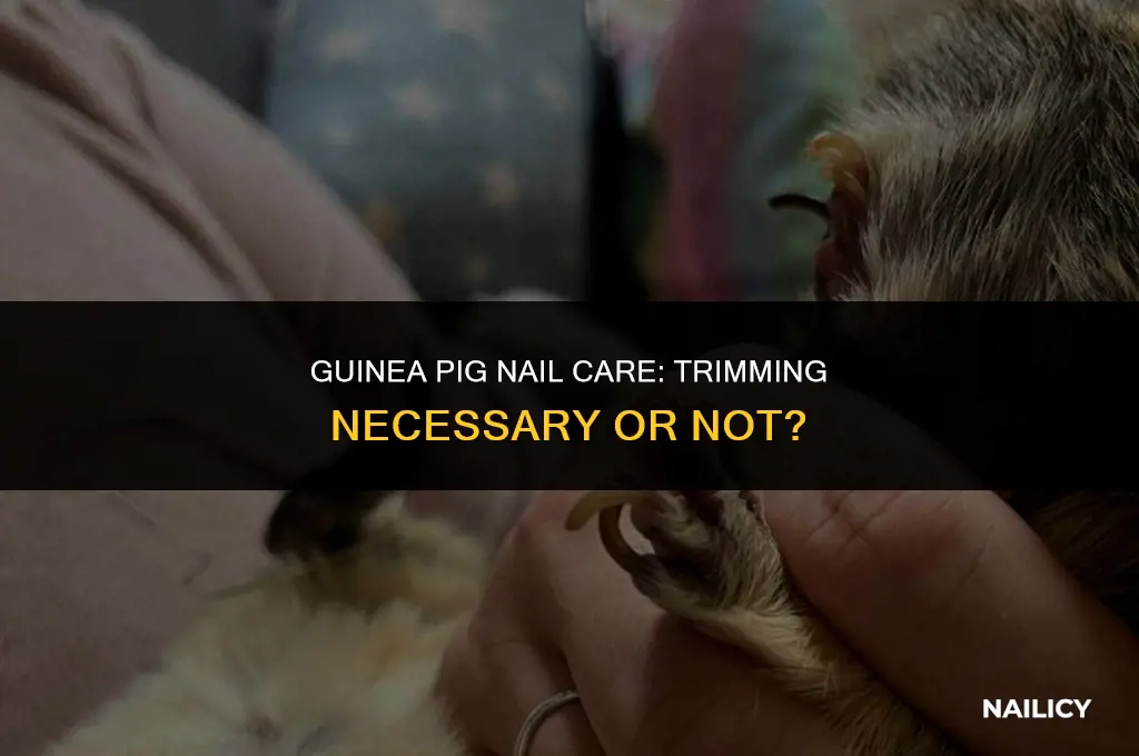 do guinea pigs need to get their nails trimmed