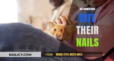 Do Hamsters Bite Their Nails? Understanding Rodent Grooming Habits